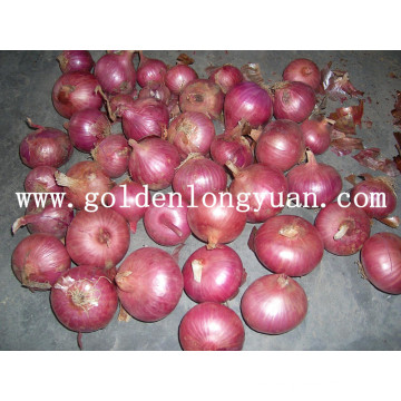 2016 New Crop Fresh Red Onion